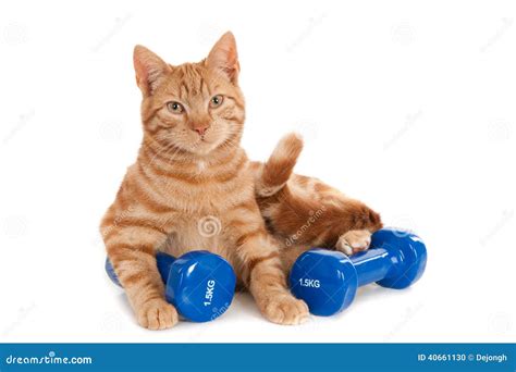 Cat Working Out