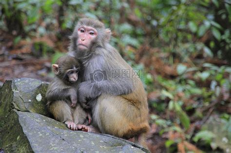 猴子母爱高清图片下载-正版图片500093109-摄图网