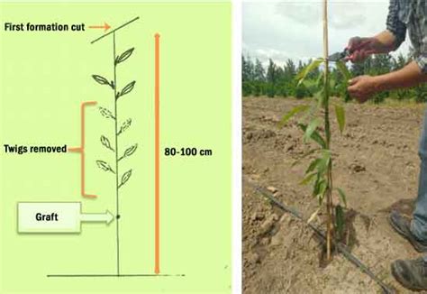 Image result for Mango Pruning Guide