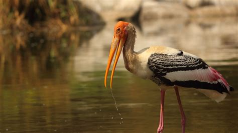 Download wallpaper 3840x2160 bird, beak, wings, feathers 4k uhd 16:9 hd ...