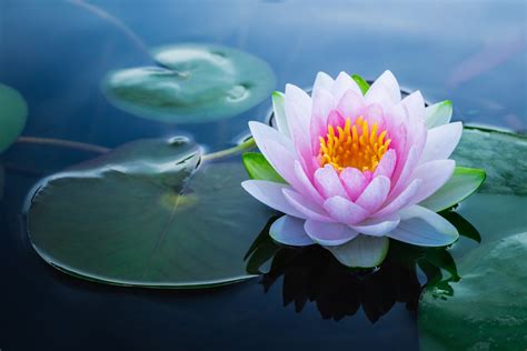 The Meaning and Symbolism behind the Lotus Flower - MyStart
