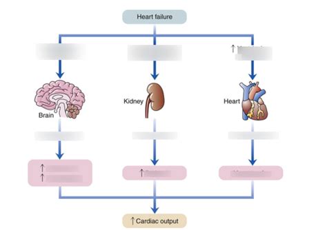 Image result for Compensatory Mechanism Textbook