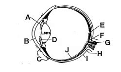 Go through the following diagram (I). Certain nerve signals to the ...