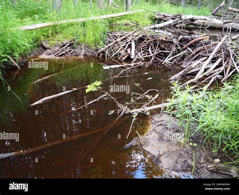 A beaver dam erected by beavers on a river or stream to protect against predators and to ...