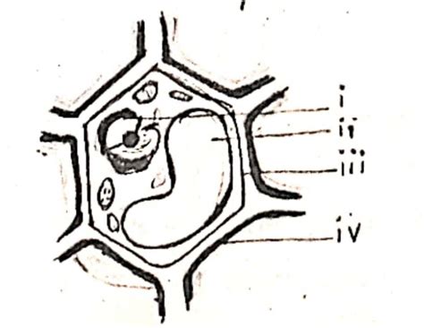Cam anyone plz help me with identifying these parts - Brainly.in