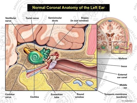 Image result for Contralateral Ear