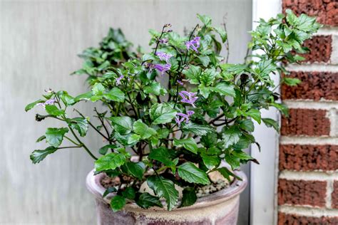 How to Grow and Care for 'Mona Lavender' Plectranthus