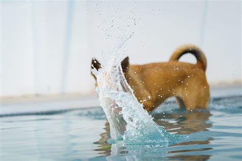 Using a Pool Vacuum 的图像结果