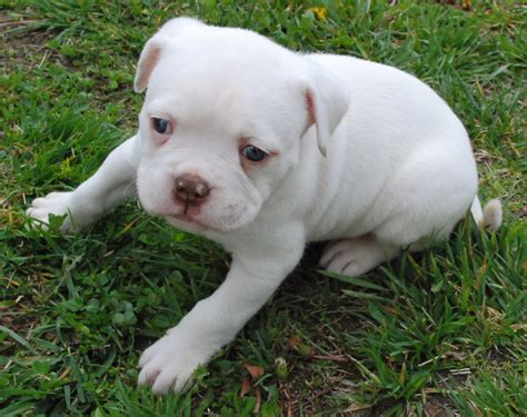 American Bulldog Puppy - Pets