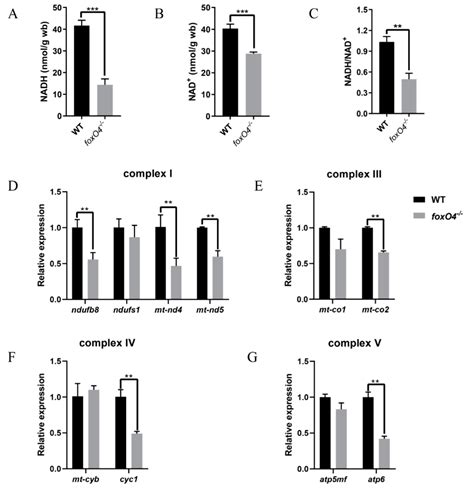 Deletion of the foxO4 Gene Increases Hypoxia Tolerance in Zebrafish