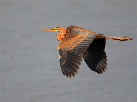 Рыжая цапля (лат. Ardea purpurea)