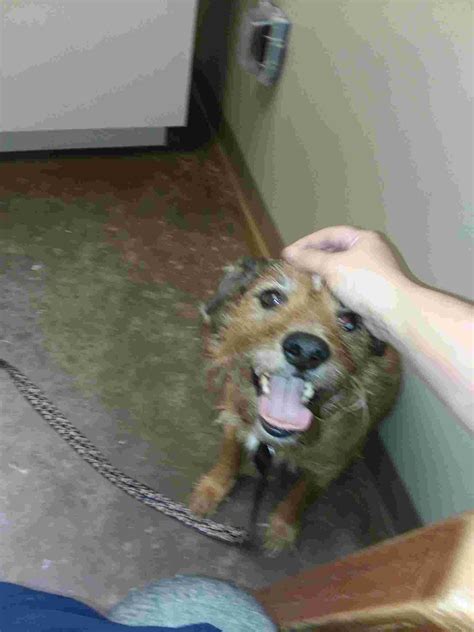 My dog tested positive for pancreatitis yesterday afternoon. I have done everything the vet ...