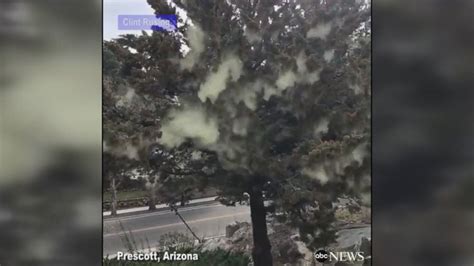 Image result for Pollen Coming Off Tree