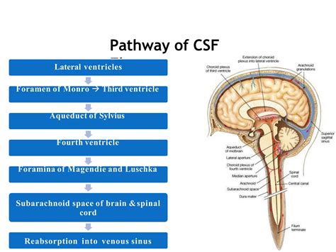 hydrocephalus and csf disorders powerpoint | PPTX