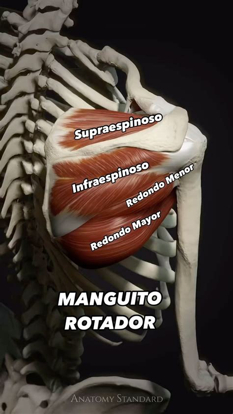 Imágenes De Anatomía Del Manguito Rotador Manguito Rotador: