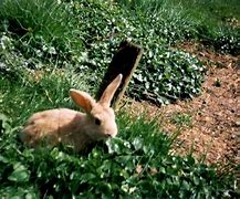 Image result for Easter Bunny Farm