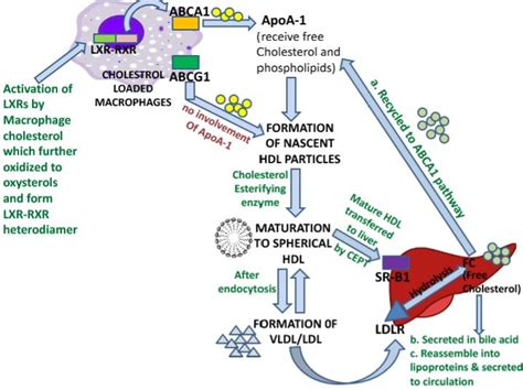 Figure 1. Cholesterol transport by ABCA1 and ABCG1 mediated by liver X ...