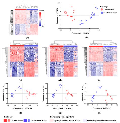 Identification of Cancer-Associated Proteins in Colorectal Cancer Using ...