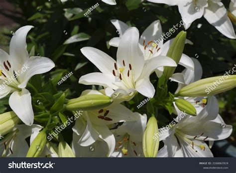 Name This Flower Lily Scientific Name Stock Photo 2168867819 | Shutterstock
