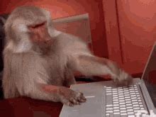 Image result for Angry Monkey Computer GIF