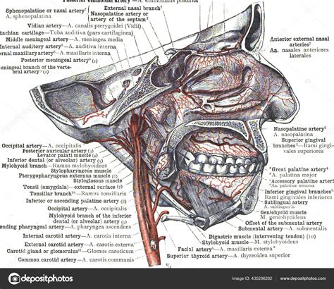 Human Lips Anatomy