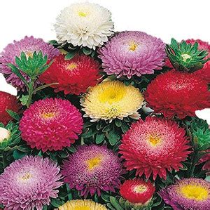 BEE Garden ASTER FLOWER, Mix Flower, Dwarf Flower Seed Price in India ...