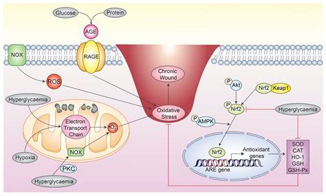 Antioxidant Biomaterials in Cutaneous Wound Healing and Tissue ...