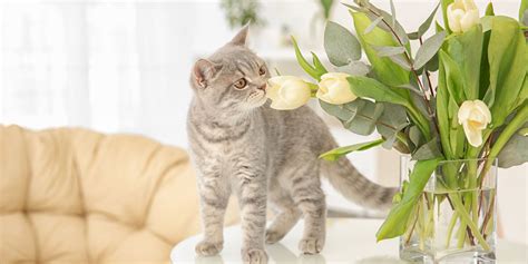 How Far Can Cats Smell Their Owners