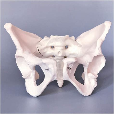 Buy XIEZI Pelvic Model Medicine Female Pelvis Model Pelvis Skeleton ...