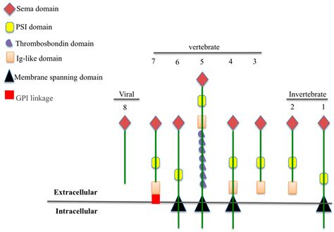 View Point: Semaphorin-3E: An Emerging Modulator of Natural Killer Cell ...