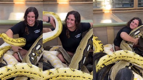 Viral Video: Gigantic Pythons Cuddle With Woman Leaving Netizens ...