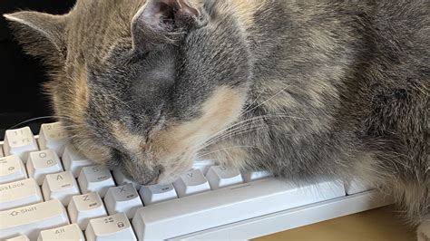 Image result for Keyboard Cat Drawing