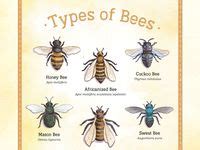 Image result for Bee Coding Java
