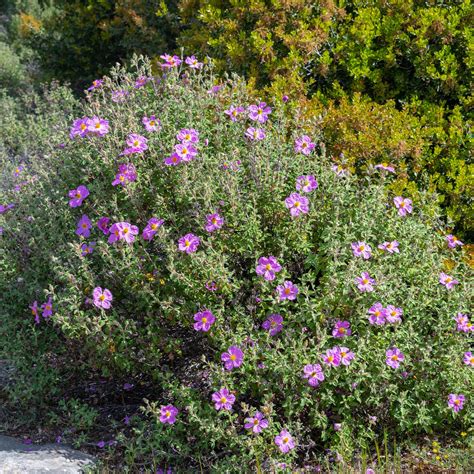 Kretische Zistrose Cistus creticus