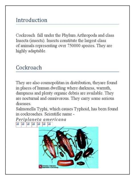 Cockroach Taxonomy 的图像结果