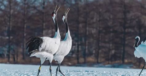 10 countries and their most iconic animals | Times of India