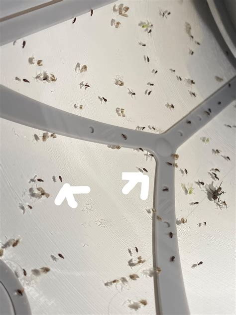 nashville tn, all over my apartment. tiny flying black bugs : r ...