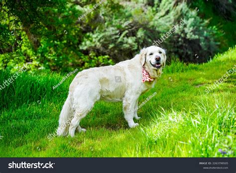 White Retriever Puppies