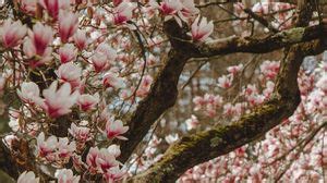 Magnolia wallpapers hd, desktop backgrounds, images and pictures