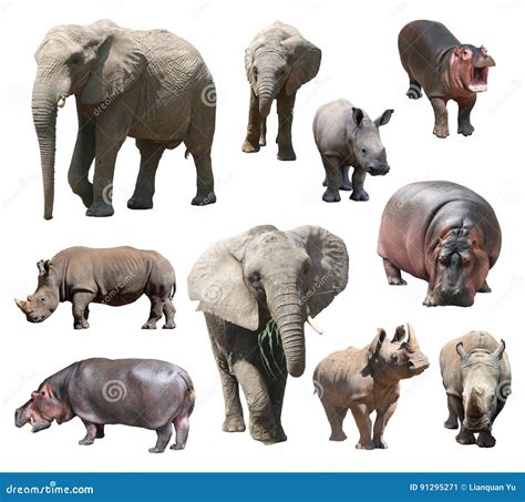 Hippo Vs Rhino Vs Elephant