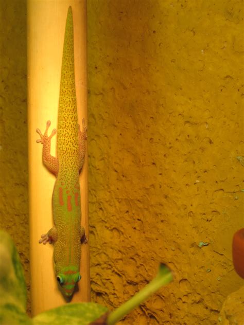 Adultes Phelsuma Mad Grandis Männchen High Red in Rödermark | Tiere ...