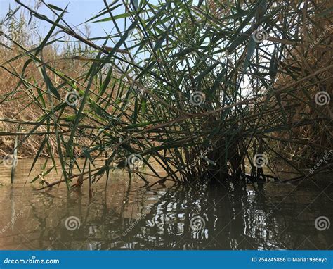 Jordan River in Israel. stock photo. Image of christ - 254245866