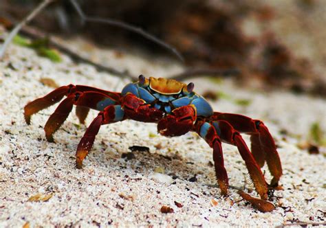 Animal Flow Fitness - Fitness & Workouts