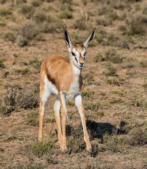 Image result for Baby Springbok