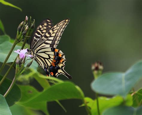 【蝴蝶摄影图片】乡间生态摄影_爱自然_太平洋电脑网摄影部落