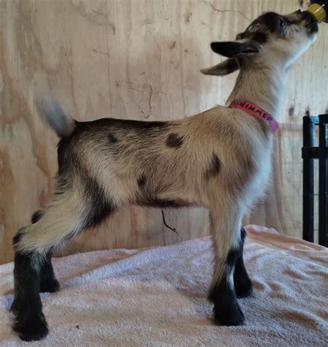 Registered Nigerian Dwarf Goats - Does
