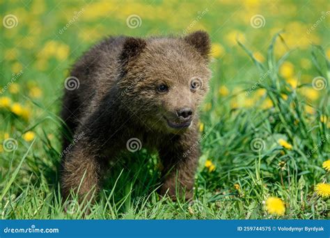 Young Brown Bear Cub in the Meadow with Yellow Flowers Stock Image ...