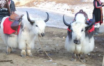 Magical Chandigarh Tour Package for 7 Days 6 Nights | Shimla, Delhi ...