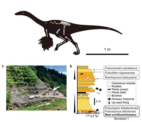 Species New to Science: [Paleontology • 2023] Tyrannomimus fukuiensis • A New Theropod Dinosaur ...