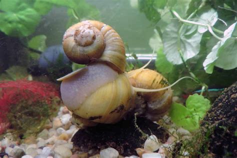 Aquarium Snails | Aquarium Snail Types & Info - Aquariadise